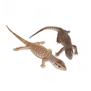 Blonde Phase Baby Savannah Monitor