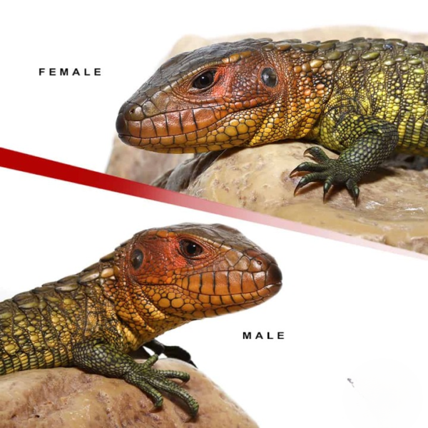 We have Baby Caiman Lizard Pair for sale - Image 2