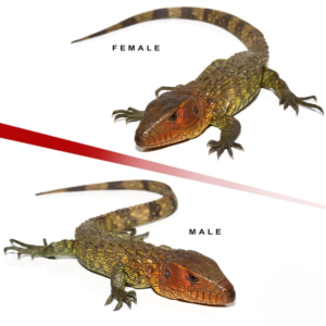 We have Baby Caiman Lizard Pair for sale