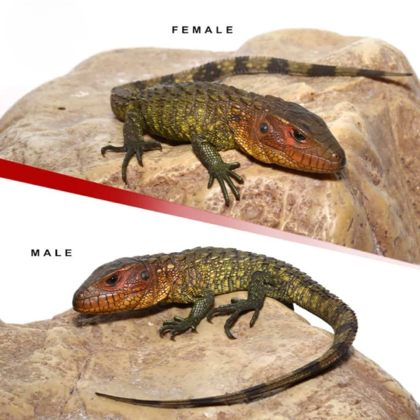 Baby Caiman Lizard Pair