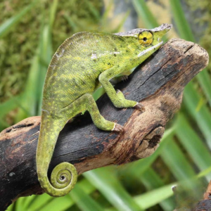 Canopy Chameleon for sale.