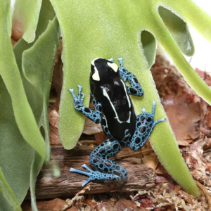 Adult Powder Blue Tinctorius Dart Frog
