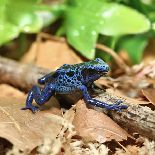 Blue Azureus Tinctorius Dart Frog