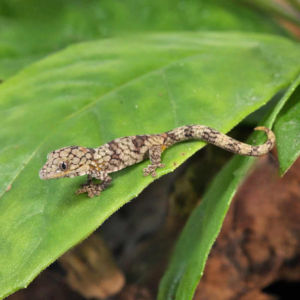 Baby Chameleon Gecko for sale