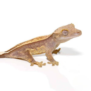 Juvenile Premium Crested Gecko