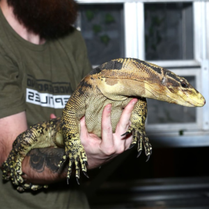Male Cumming’s Water Monitor