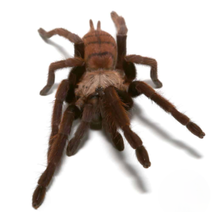 Female Indian Violet Tarantula