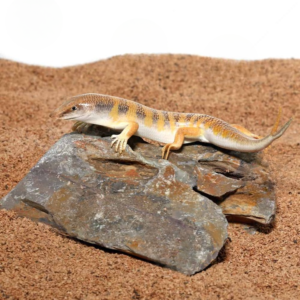 Fishtail Sand Fish Skink