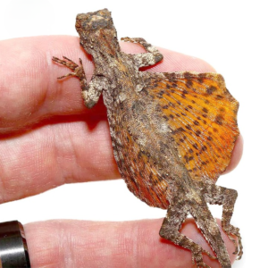 Flying Draco Lizard for sale