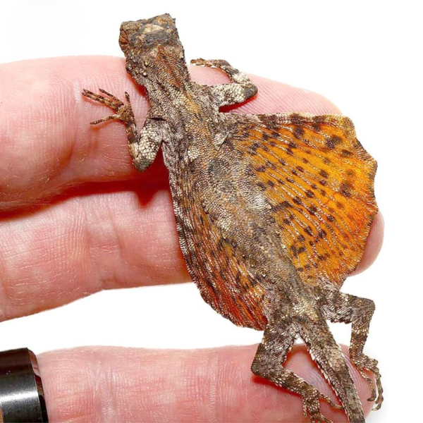 Flying Draco Lizard for sale