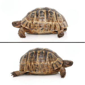Giant Female Greek Tortoise for sale