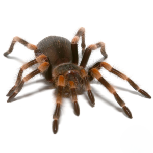 Male Giant Mexican Red Knee Tarantula