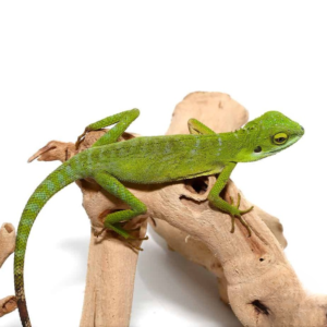 Green Crested Lizard for sale