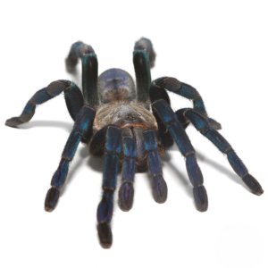 Green Femur Cobalt Blue Tarantula