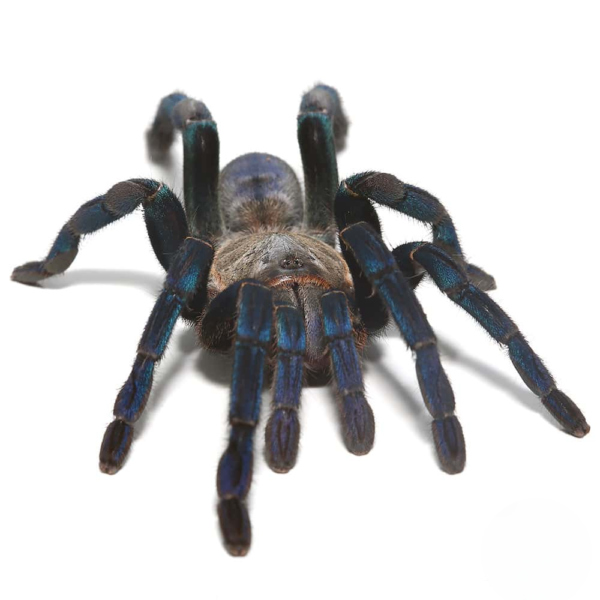 Green Femur Cobalt Blue Tarantula