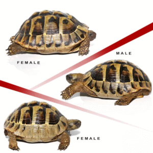 Hermann’s Tortoise Trio available for sale