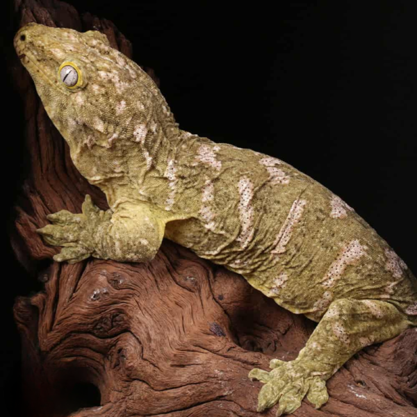 Female High Pink Pine Island Leachianus Gecko