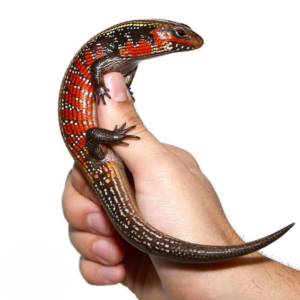 High Red Fire Skink for sale