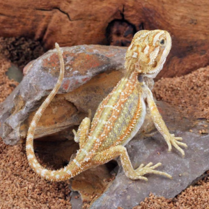 Hypo Dunner Bearded Dragon for sale.