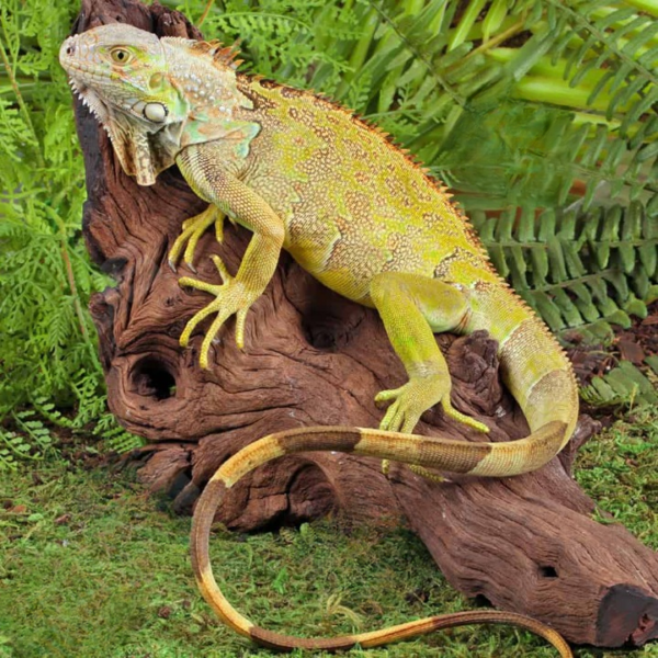 South Florida Speckled Green Iguana