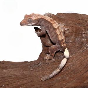 Juvenile Cappuccino Crested Gecko
