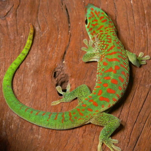 Juvenile Crimson Giant Day Gecko