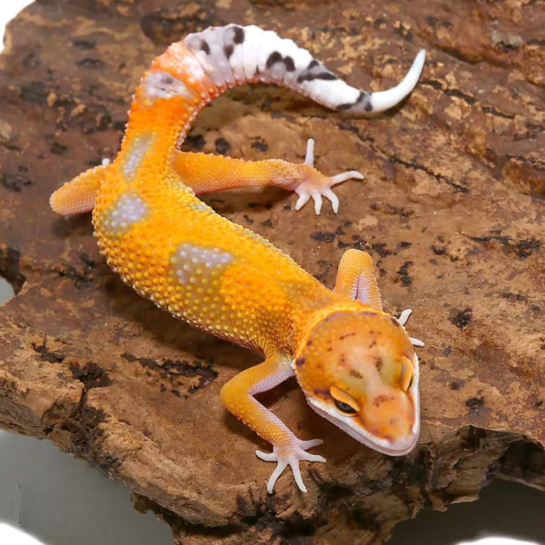 Juvenile Jungle Designer Leopard Gecko