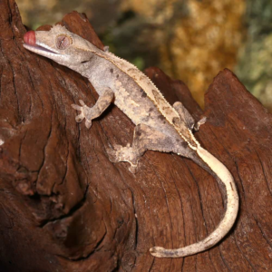Juvenile Partial Pinstripe Crested Gecko