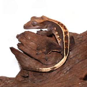 Juvenile Full Pinstripe Crested Gecko