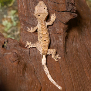 Baby Tiger Dalmatian Crested Gecko