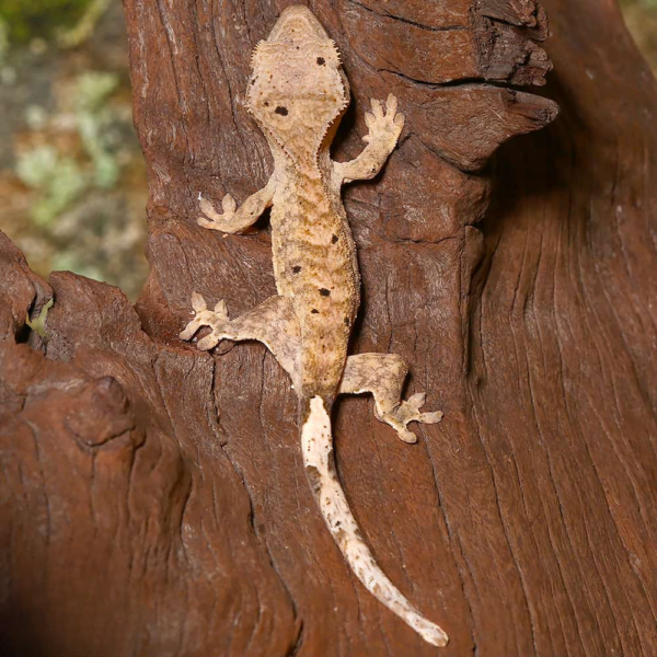 Baby Tiger Dalmatian Crested Gecko