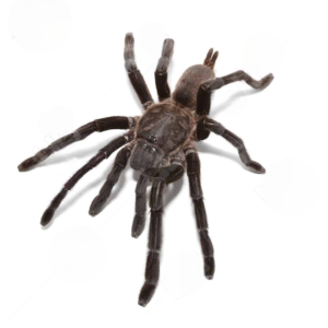 Kaeng Krachan Earth Tiger Tarantula