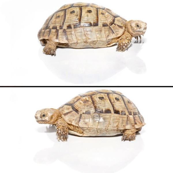 Blonde Male Greek Tortoise available for sale