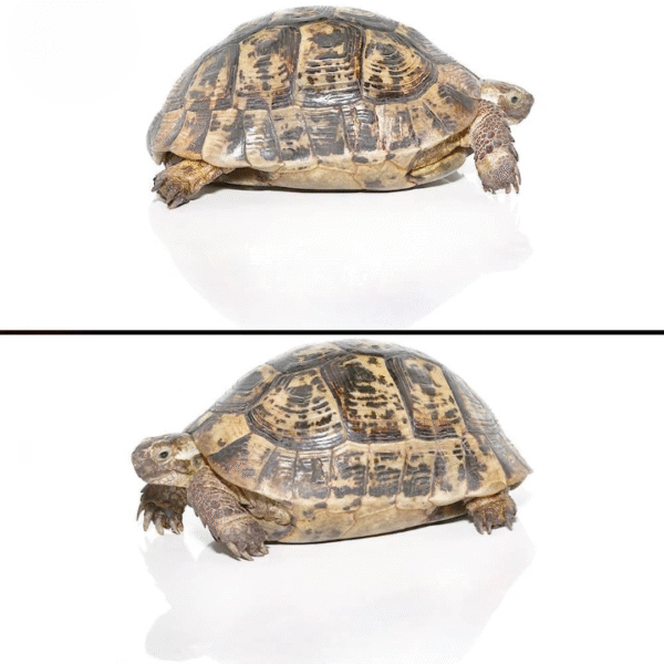 Moroccan Male Greek Tortoise available for sale