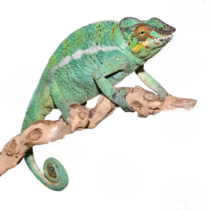 Nosy Be Panther Chameleon for sale.