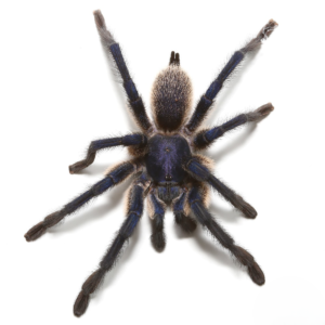 Socotra Island Blue Baboon Tarantula