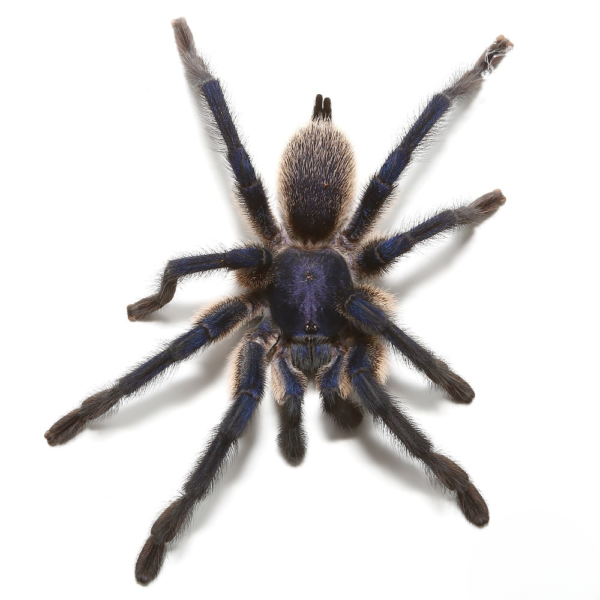 Socotra Island Blue Baboon Tarantula