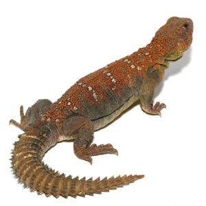 Ocellated Uromastyx for sale