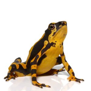 Orange Atelopus Toad for sale