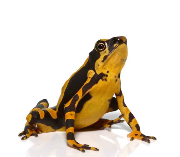 Orange Atelopus Toad for sale