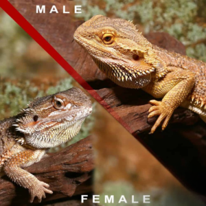 Pair of Bearded Dragon for sale.