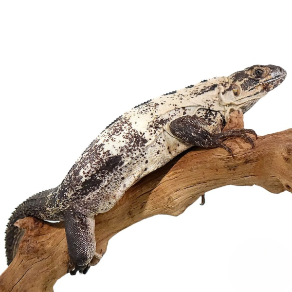Pied Pectinata for sale