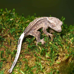 Pumpkin Reverse Pinstripe Harlequin Crested Gecko