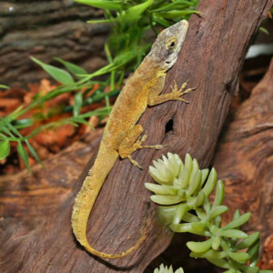 Sail “Morne Constant” Anole for sale.