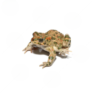 Six Legged Mutant Green Toad
