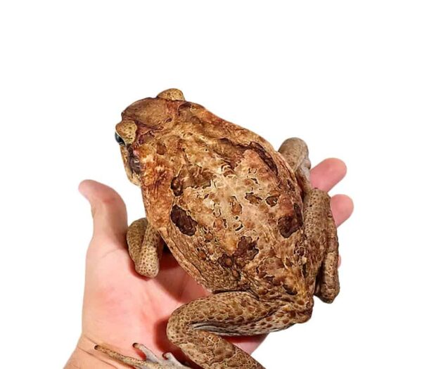 Guyana Giant Marine Toad