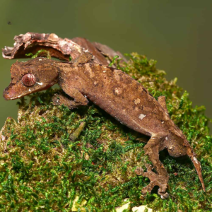 Spearpoint Leaf-Tailed Gecko