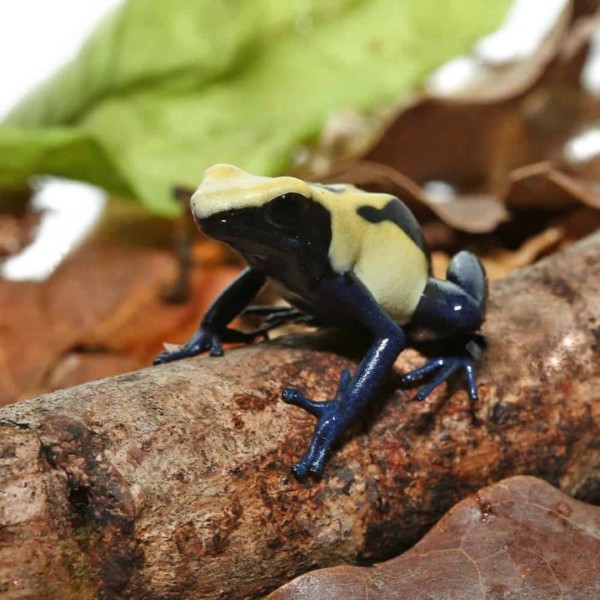 Sub-Adult Citronella Tinctorius Dart Frog