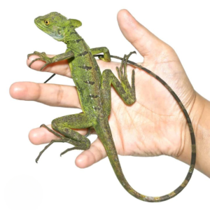 Sub-Adult Green Basilisk