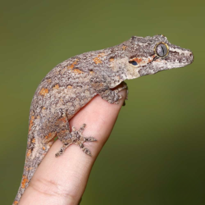 Orange Blotched Gargoyle Gecko